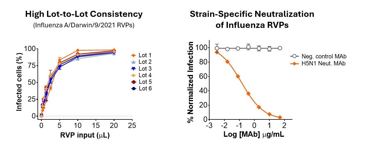 A pseudovirus infectivity curve plots microliters of RVP input on the X-axis and % infected cells on the Y. Results show consistent curves across 6 lots, with infection reaching 75% at inputs of 5 microliters and up. A neutralization curve plots log of MAb concentration on the X axis against % normalized infection on the Y. Results show specific neutralization of H5N1 RVPs by an H5N1 neutralizing MAb but not a negative control MAb.