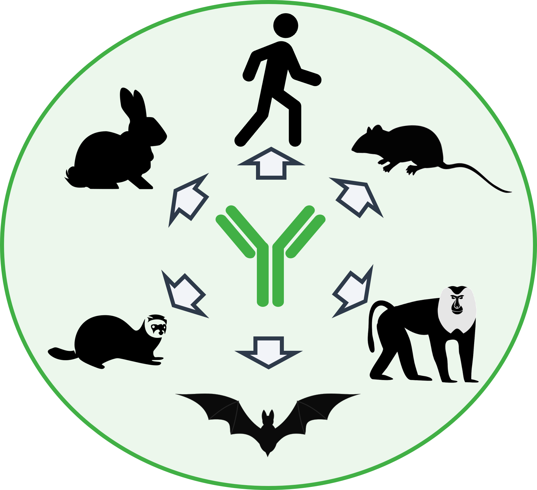 our custom antibody services leverage our proven antibody discovery platform to generate pan-reactive antibodies that cross-react with numerous mammalian species to enable target validation. Use a single reagent as a human antibody, a mouse antibody (anti-mouse), a rat antibody (anti-rat), a NHP antibody (anti-NHP) (including Rhesus antibodies, marmoset antibodies, and macaque antibodies), a cynomolgus antibody (anti-cyno), a bat antibody (anti-bat), a ferret antibody (anti-ferret), a rabbit antibody (anti-rabbit).