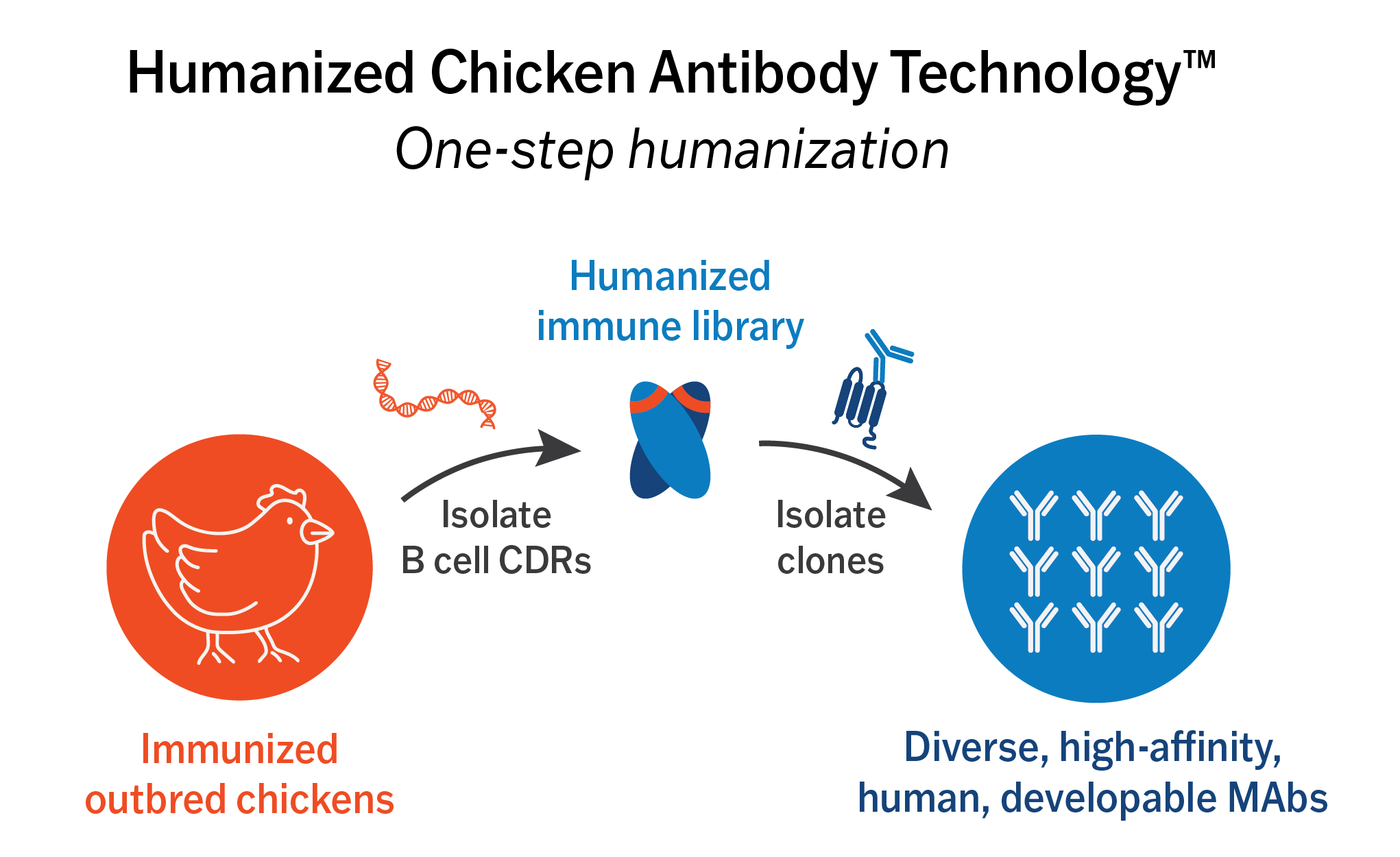 Overview of Humanized Chicken Antibody Technology one-step humanization. B cell CDRs are isolated from immunized outbred chickens to make a humanized immune library. Library clones are isolated to generate a selection of diverse, high-affinity, human, developable MAbs.