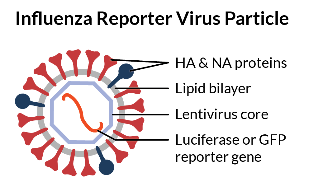 Schematic of an influenza pseudovirus particle. HA and NA proteins in a lipid bilayer surround a lentivirus core with a GFP or luciferase reporter gene inside.