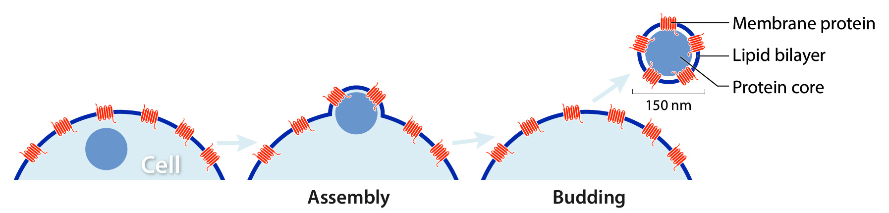 Lipoparticle assembly and budding. A protein core moves from inside the cell; it buds off, carrying with it a surrounding lipid bilayer covered in membrane proteins.